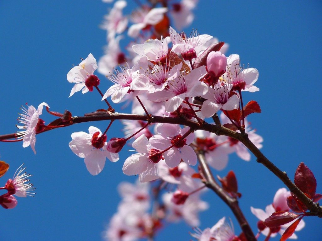 tree, flowers, cherry blossom-5378.jpg